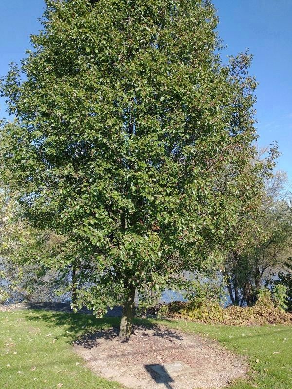 Nearby: Libby Libino Memorial Tree. Click for full size. Nearby: Libby Libino Memorial Tree image. Click for full size.