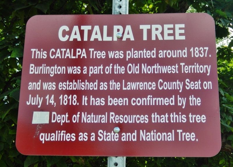 Catalpa Tree Marker image. Click for full size.
