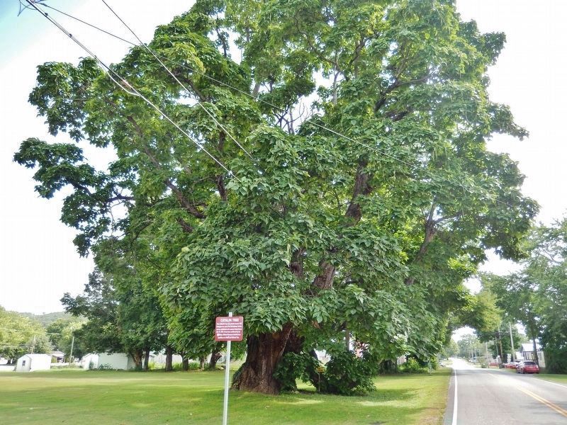 Catalpa Tree Marker image. Click for full size.