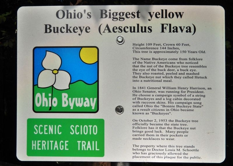 Ohio's Biggest Yellow Buckeye Marker image. Click for full size.