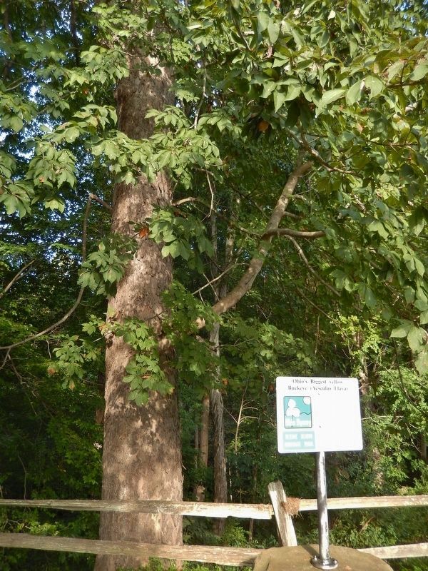Ohio's Biggest Yellow Buckeye Marker. Click for full size. Ohio's Biggest Yellow Buckeye Marker image. Click for full size.