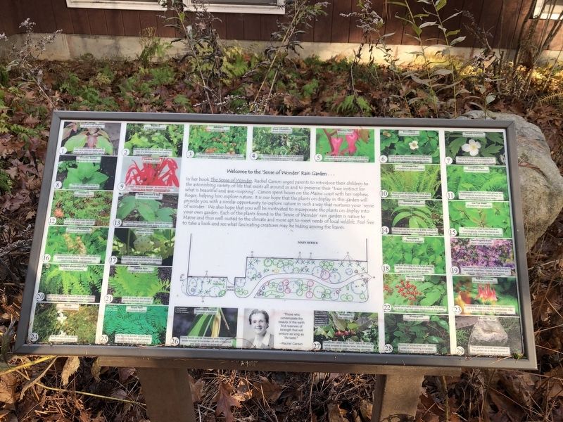 Welcome to the 'Sense of Wonder' Rain Garden
Marker. Click for full size. Welcome to the 'Sense of Wonder' Rain Garden
Marker image. Click for full size.
