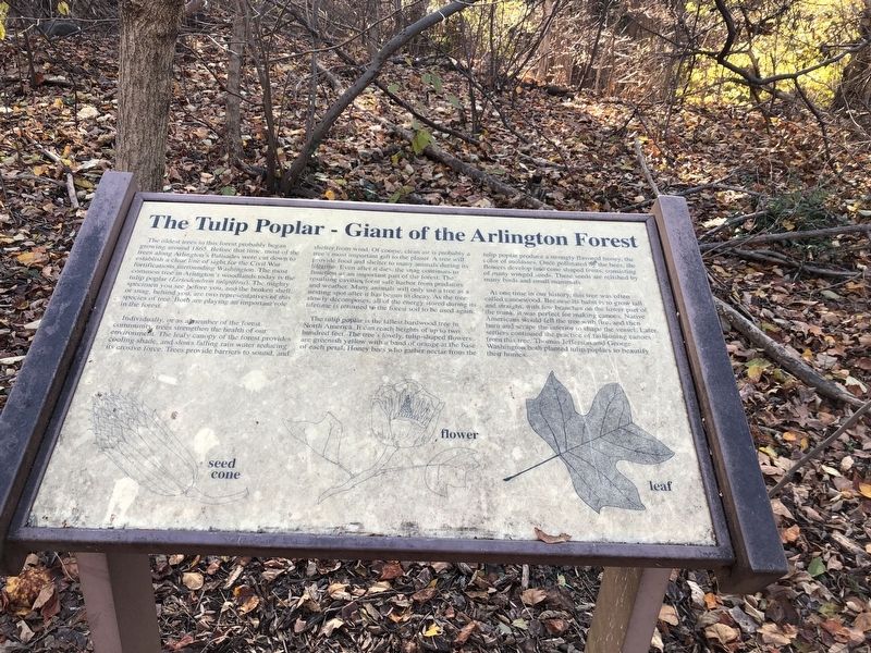 The Tulip Poplar - Giant of the Arlington Forest Marker image. Click for full size.