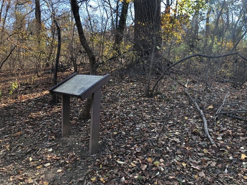 The Tulip Poplar - Giant of the Arlington Forest Marker image. Click for full size.