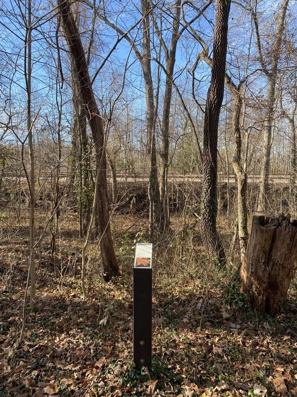 Sassafras Marker image. Click for full size.