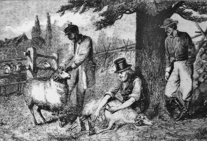 Marker detail: Plantation Workers Shearing Sheep image. Click for full size.