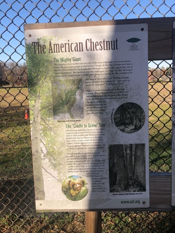 The American Chestnut Marker image. Click for full size.