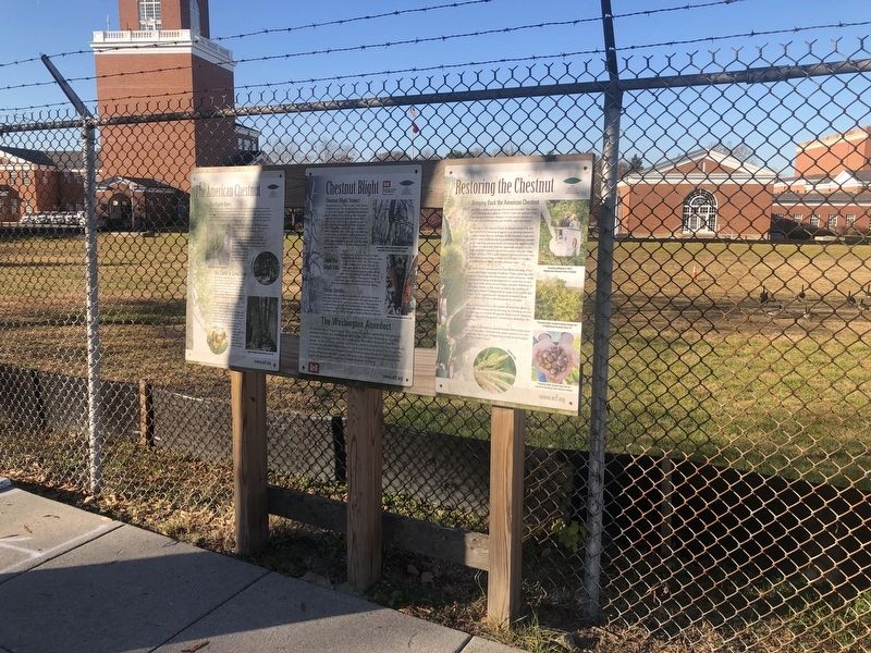 The American Chestnut Marker image. Click for full size.