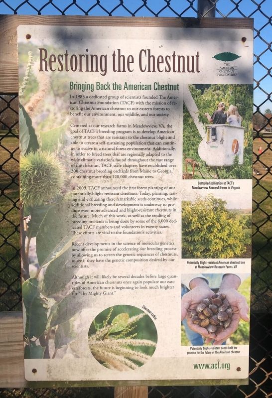 Restoring the Chestnut Marker image. Click for full size.