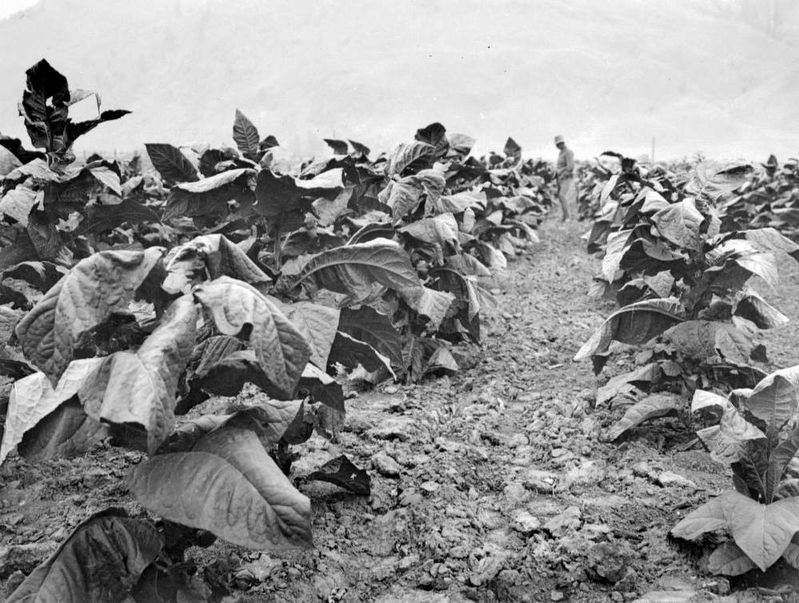 Tobacco crop at Walhachin image. Click for full size.