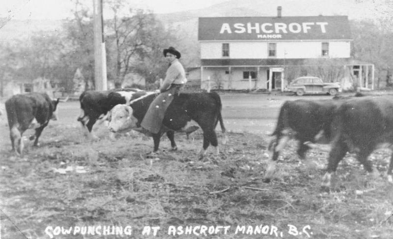 Cow punching at Ashcroft Manor image. Click for full size.