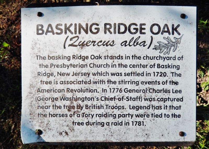 Basking Ridge Oak Marker image. Click for full size.