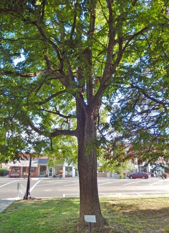 Clark Coffeetree image. Click for full size.