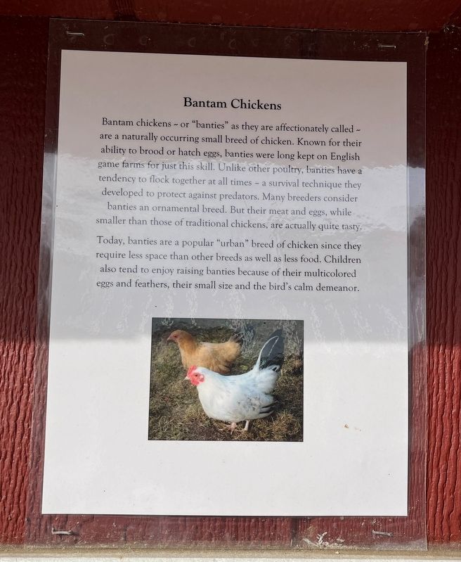 Bantam Chickens Marker image. Click for full size.