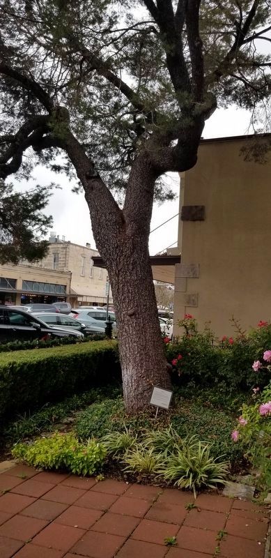 Tree and Marker. Click for full size. Tree and Marker image. Click for full size.