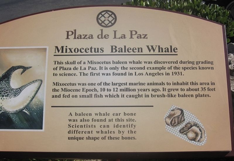Mixocetus Baleen Whale Marker image. Click for full size.