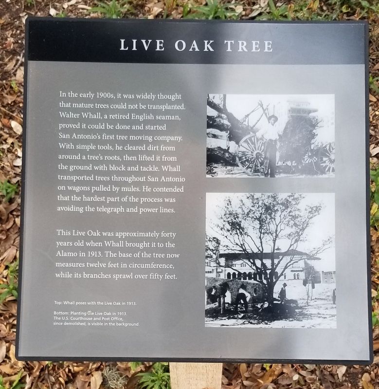 Live Oak Tree Marker image. Click for full size.