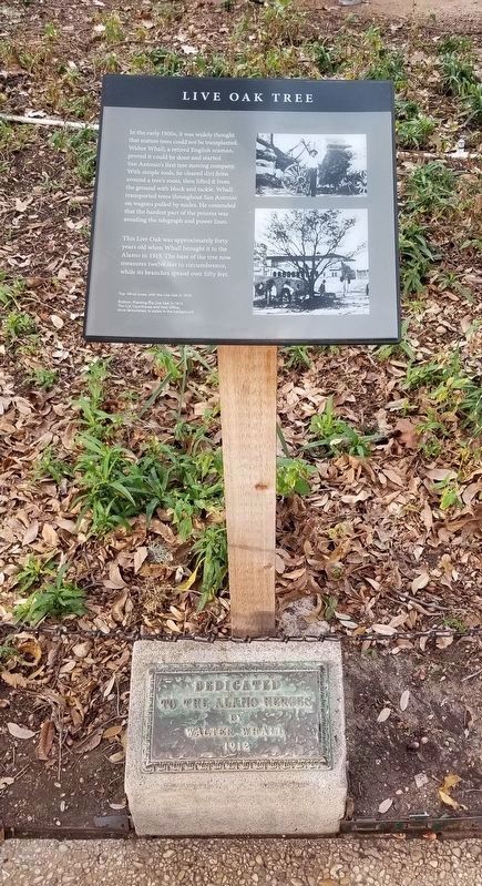 Live Oak Tree Marker and dedication plaque image. Click for full size.