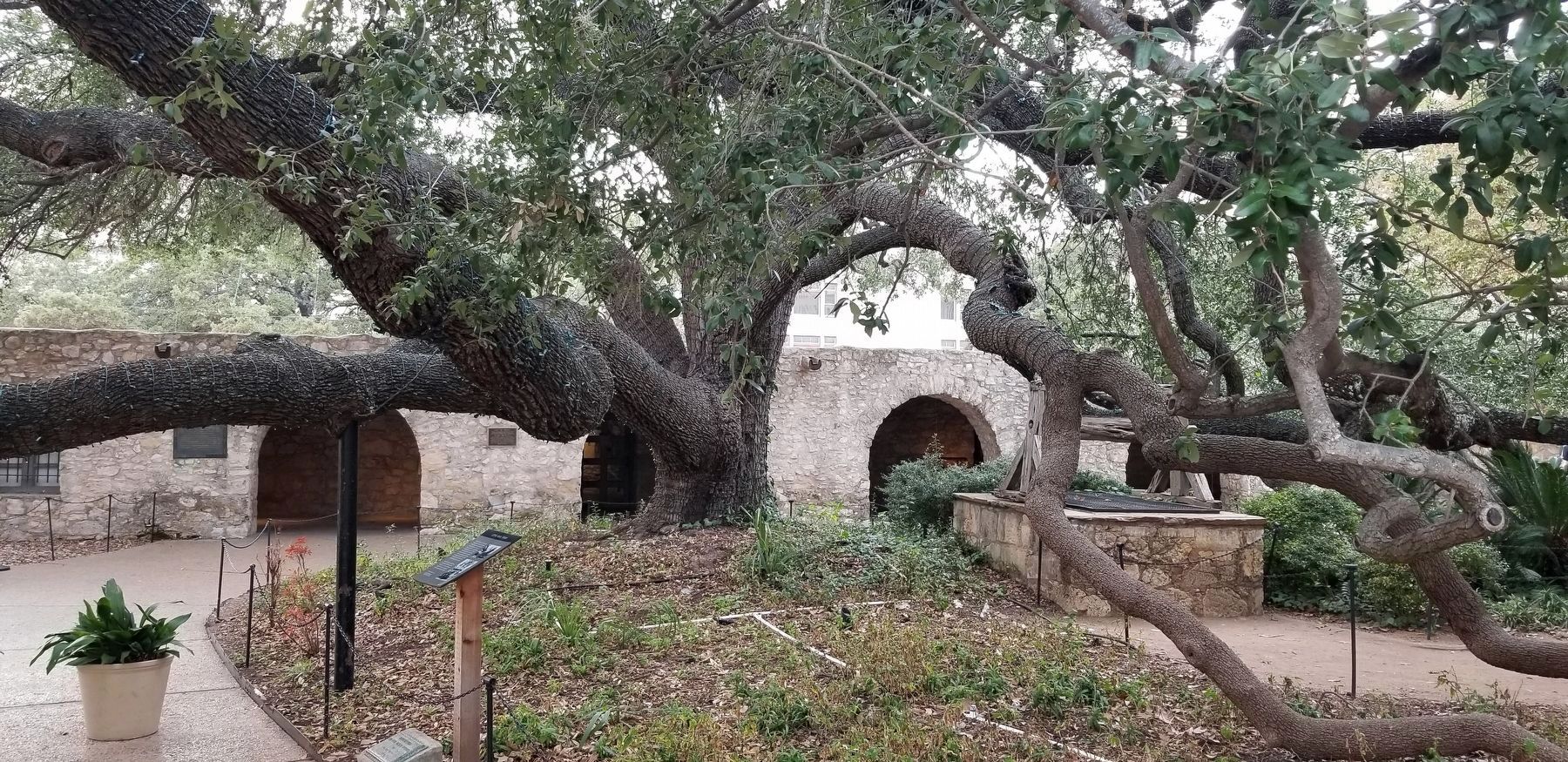 The view of the Live Oak Tree and Marker next to the Long Barracks image. Click for full size.