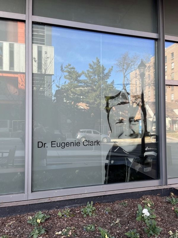 Dr. Eugenie Clark window display nearby image. Click for full size.