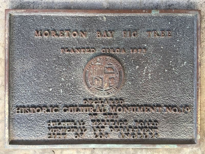 Moreton Bay Fig Tree Marker. Click for full size. Moreton Bay Fig Tree Marker image. Click for full size.