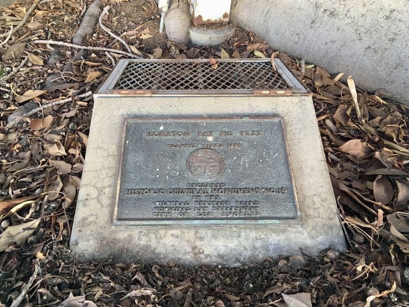 Moreton Bay Fig Tree Marker. Click for full size. Moreton Bay Fig Tree Marker image. Click for full size.