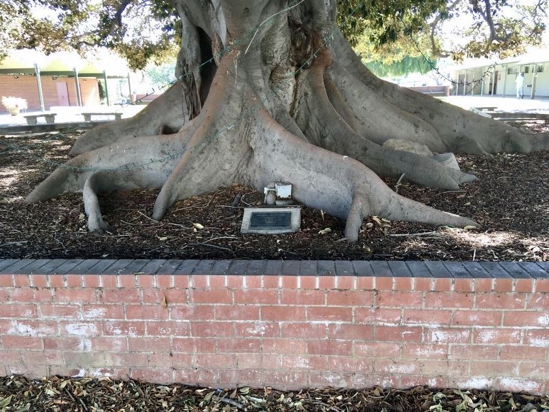 Moreton Bay Fig Tree and Marker image. Click for full size.