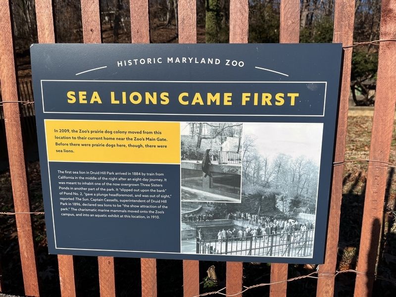Sea Lions Came First Marker image. Click for full size.