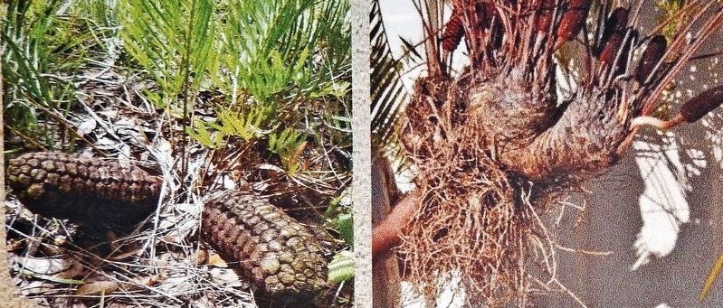 Marker detail: Coontie Seed Cones & Roots image. Click for full size.