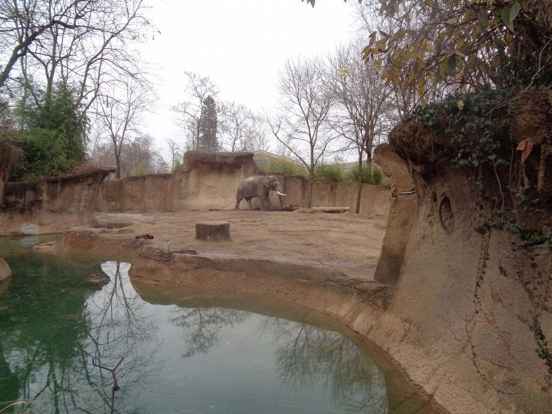Raja the elephant image. Click for full size.