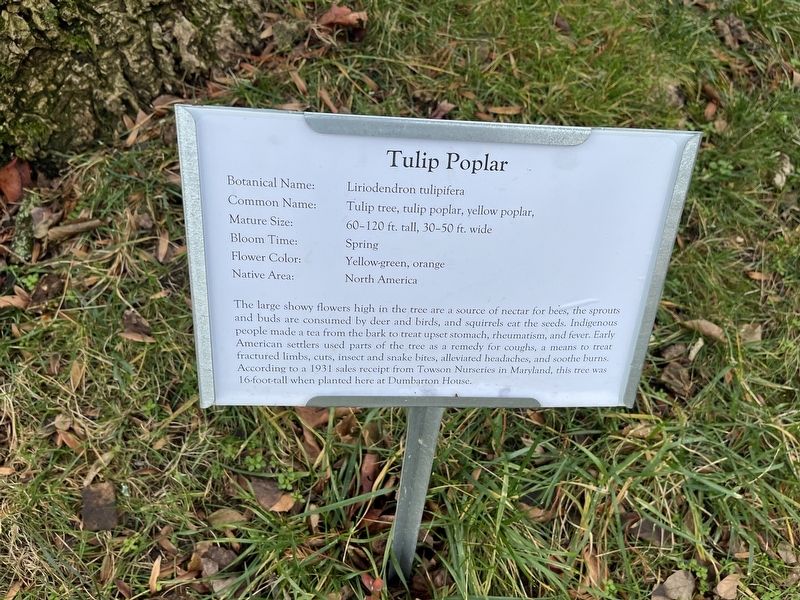 Tulip Poplar Marker image. Click for full size.