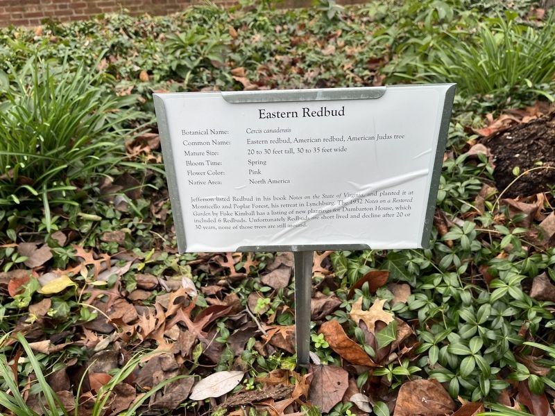 Eastern Redbud Marker image. Click for full size.