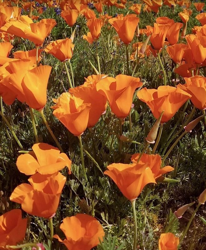 California Poppies image. Click for full size.