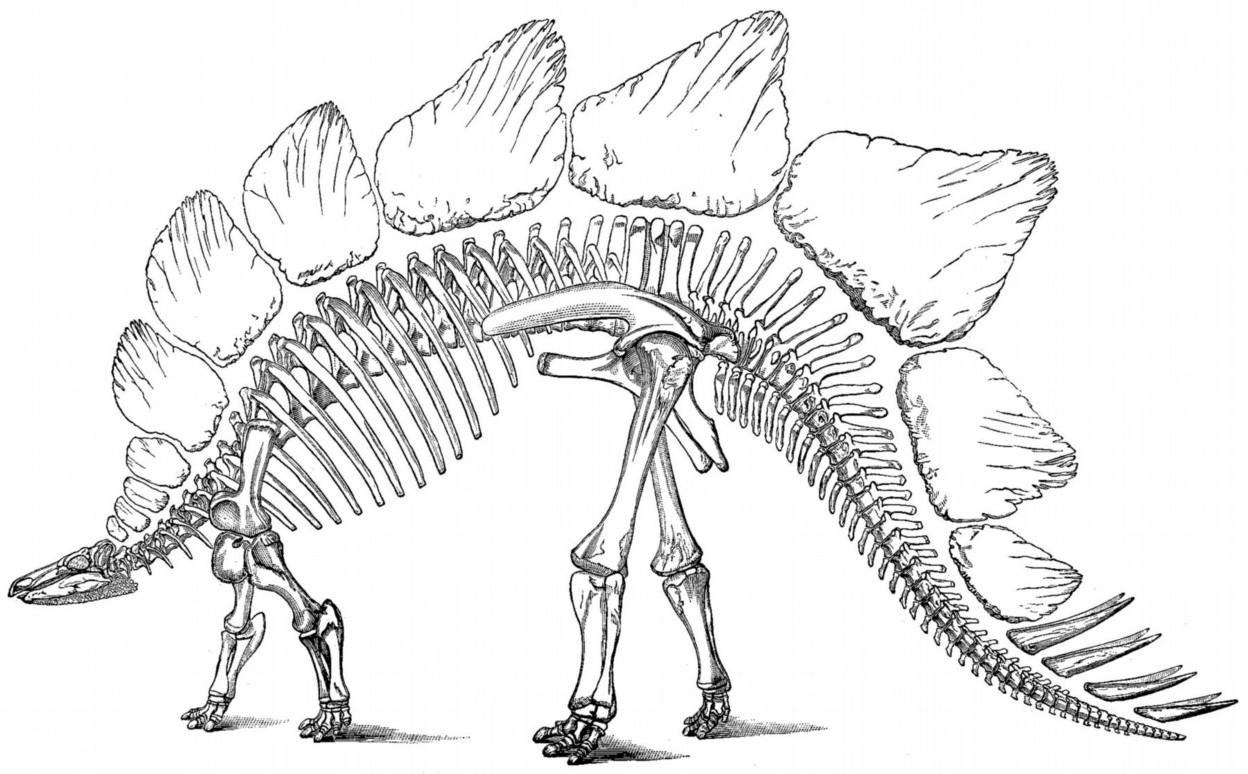 Stegosaurus Drawing image. Click for full size.