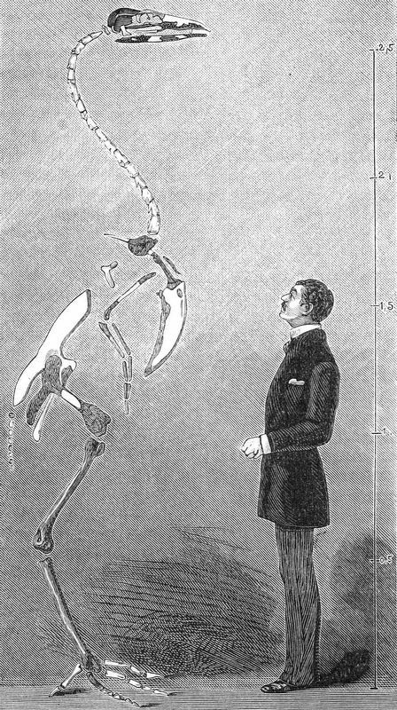 Gastornis Drawing image. Click for full size.