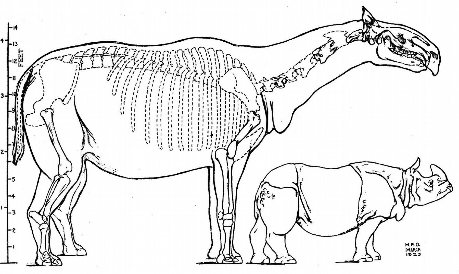 Drawing of Indricotherium image. Click for full size.