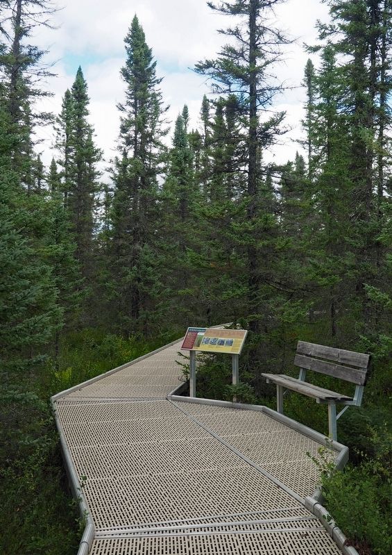 Marker along Big Bog State Recreation Area's Bog Boardwalk. Click for full size. Marker along Big Bog State Recreation Area's Bog Boardwalk image. Click for full size.