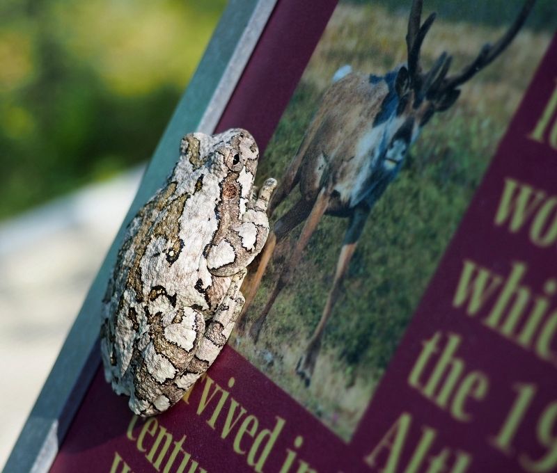 Bonus tree frog. Click for full size. Bonus tree frog image. Click for full size.