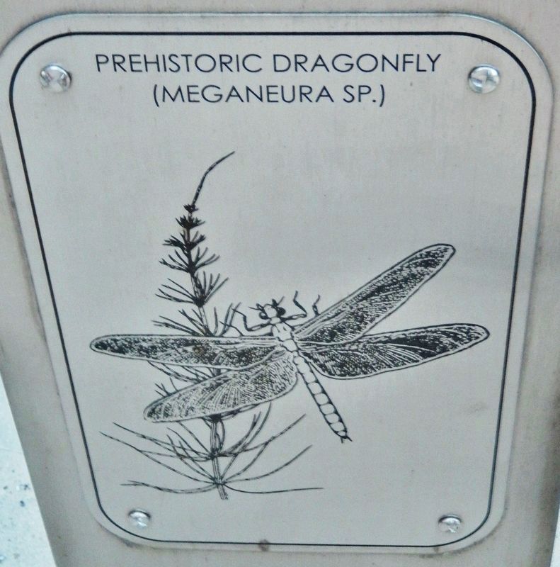 Marker detail: Prehistoric Dragonfly (<i>Meganeura sp.</i>) image. Click for full size.