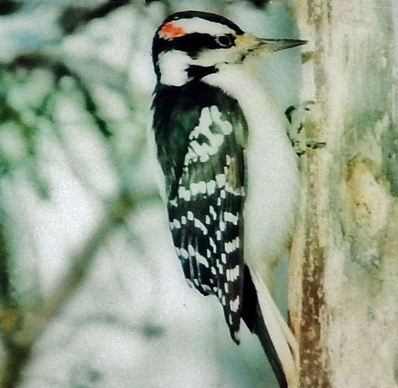 Marker detail: Woodpecker image. Click for full size.