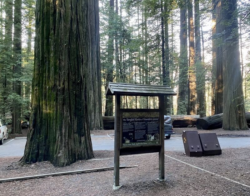 The Tangled Roots of Founders Grove Marker - wide view image. Click for full size.
