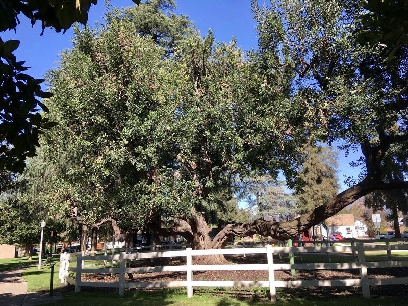 Carob Tree and Marker. Click for full size. Carob Tree and Marker image. Click for full size.
