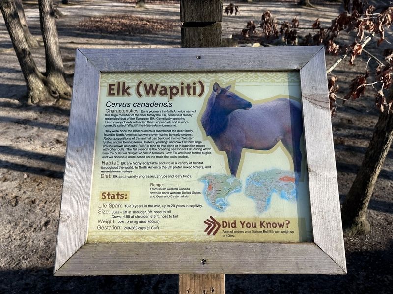 Elk (Wapiti) Marker image. Click for full size.