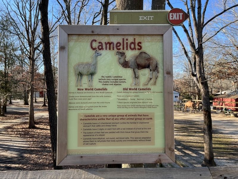 Camelids Marker image. Click for full size.