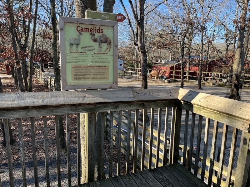 Camelids Marker image. Click for full size.