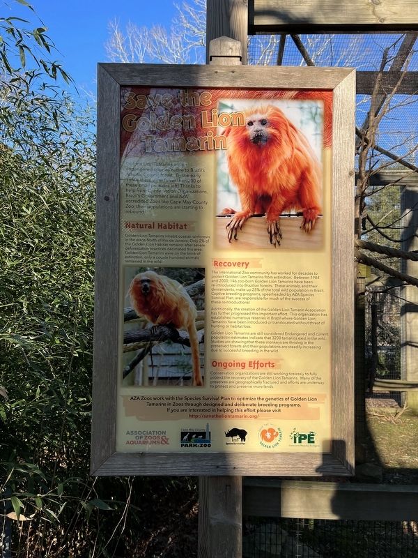 Save the Golden Lion Tamarin Marker image. Click for full size.