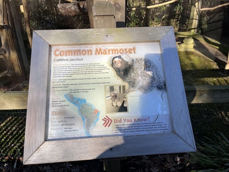 Common Marmoset Marker image. Click for full size.