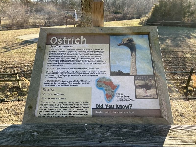 Ostrich Historical Marker