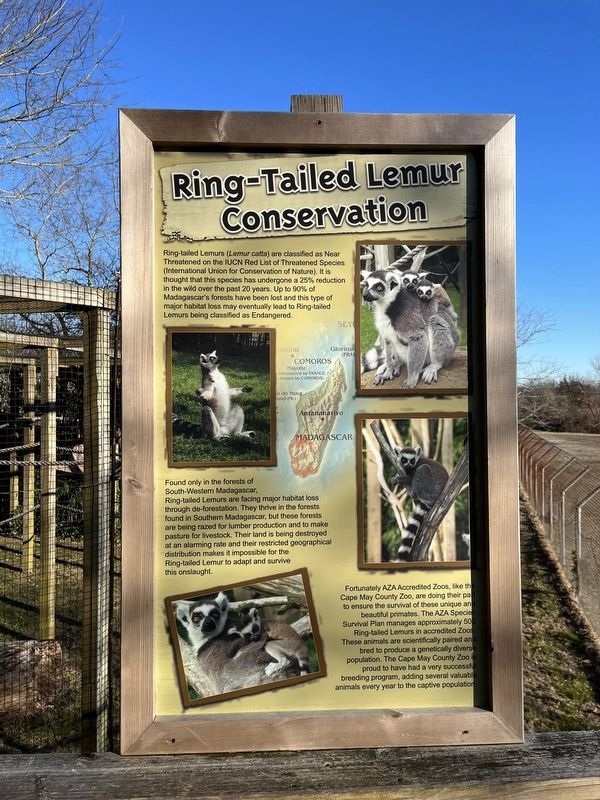Ring-Tailed Lemur Conservation Marker image. Click for full size.