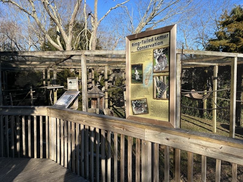 Ring-Tailed Lemur Conservation Marker. Click for full size. Ring-Tailed Lemur Conservation Marker image. Click for full size.